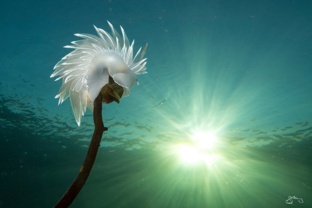 Alabaster Nudibranch (2 x 3 cropped)