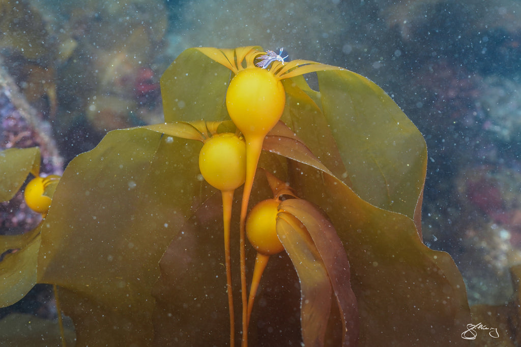 Northern Opalescent Nudibranch on Baby Bull Kelp