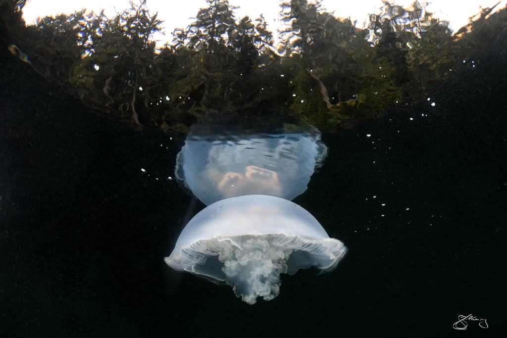 Moon Jelly and Trees