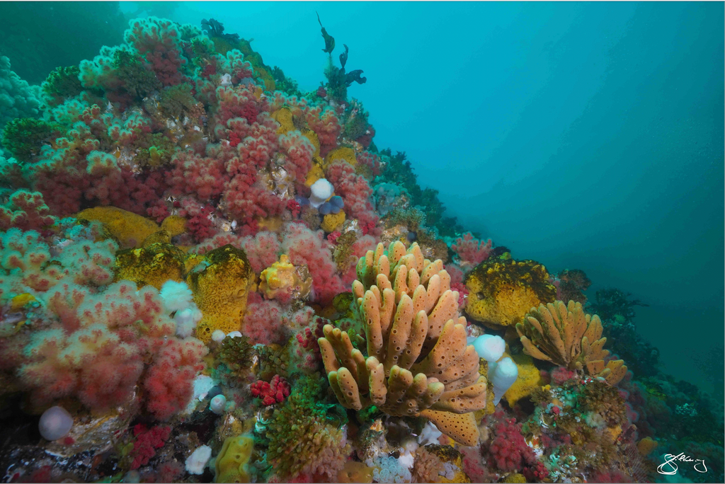 This is HERE - biodiversity