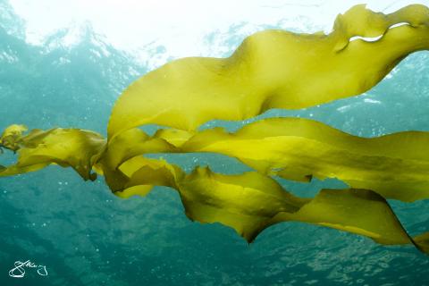 Bull Kelp - spore packets (metal print only)
