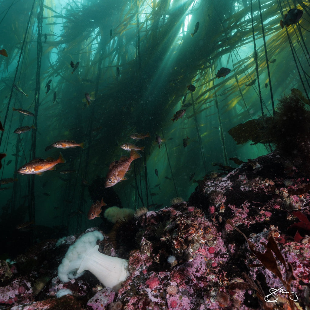 Under the Canopy - juvenile rockfish
