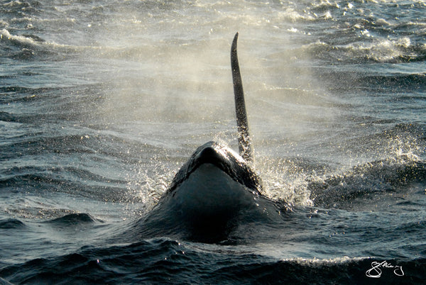Surfacing: Northern Resident Orca "Pointer"