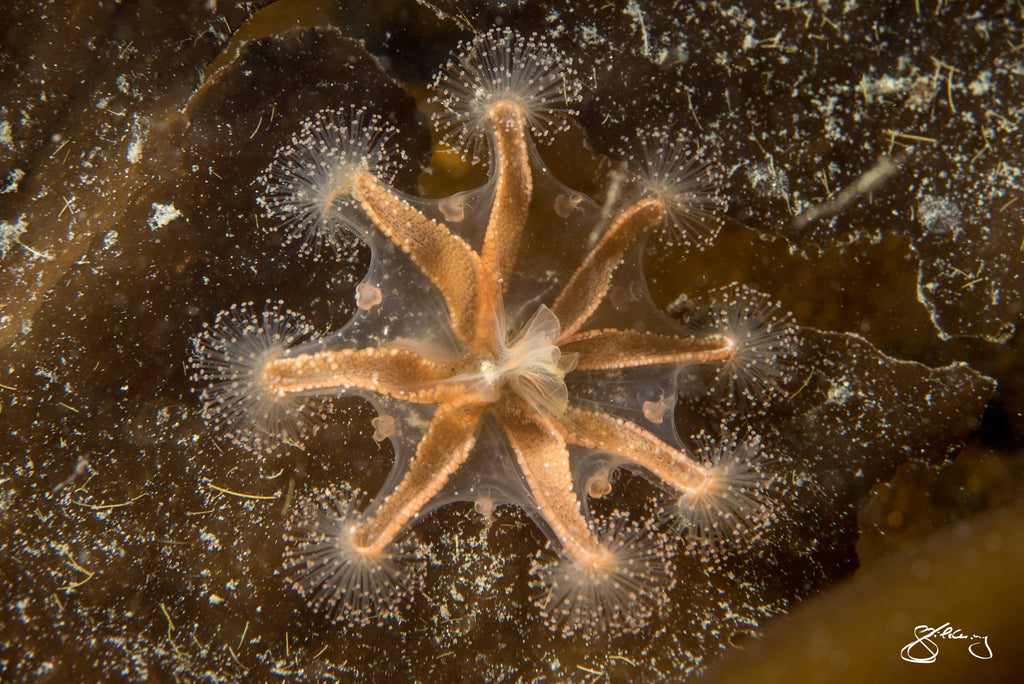 Oval-Anchored Stalked Jelly