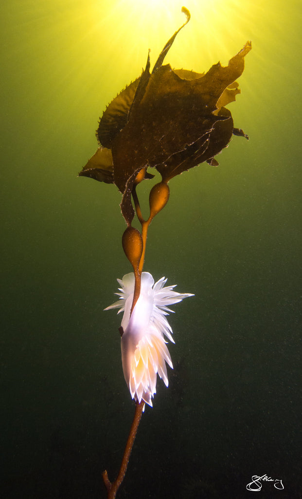 Alabaster Nudibranch - reach higher