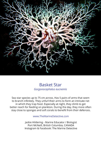 Basket Star