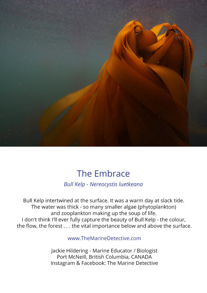 Bull Kelp - The Embrace