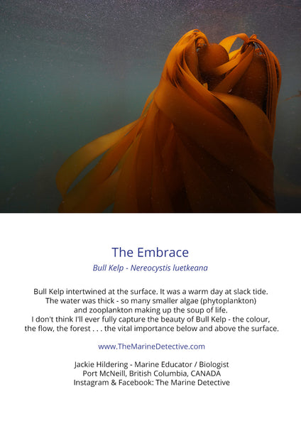 Bull Kelp - The Embrace