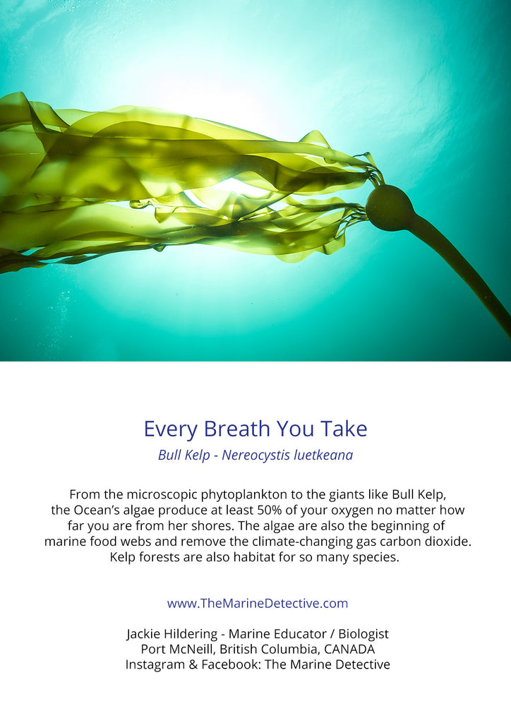 Every Breath You Take - Bull Kelp