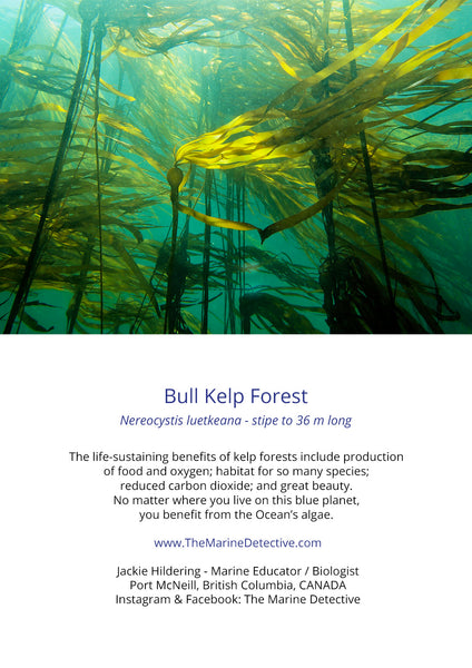 Bull Kelp - Forest