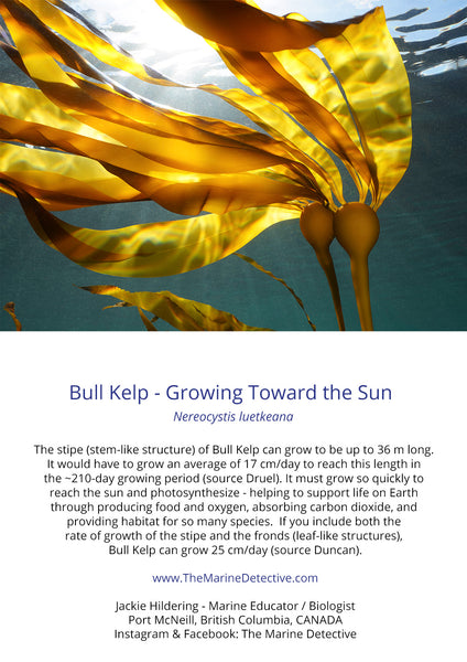 Bull Kelp - Growing Toward the Sun