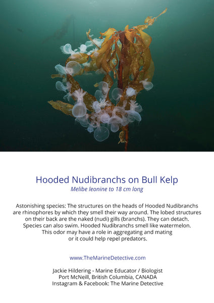 Hooded Nudibranchs on Bull Kelp