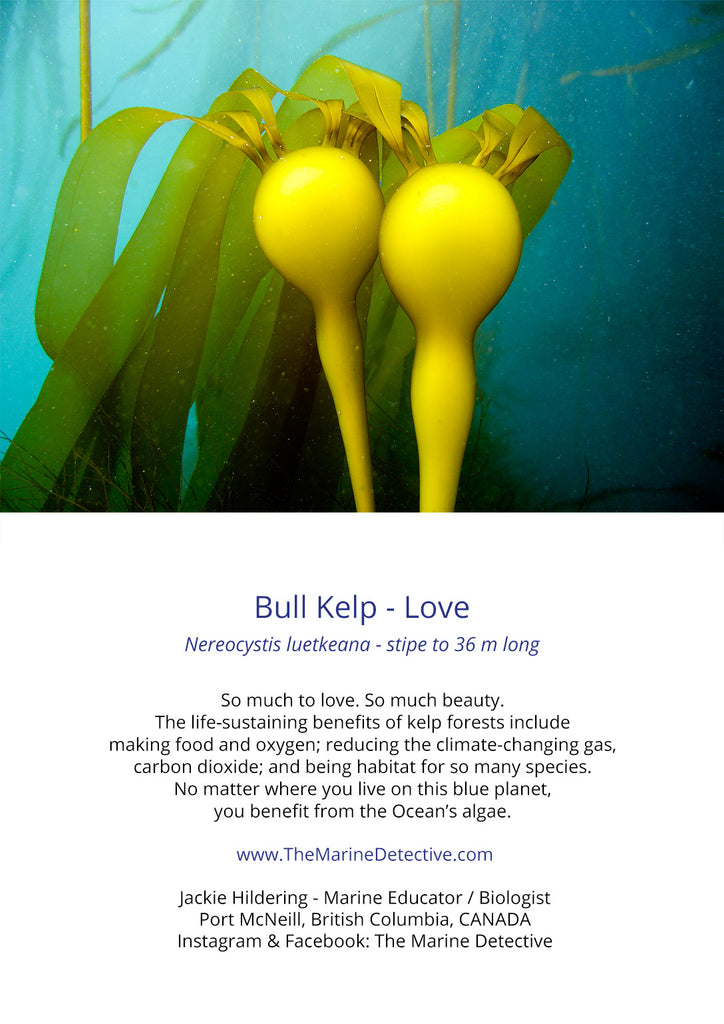 Bull Kelp Love