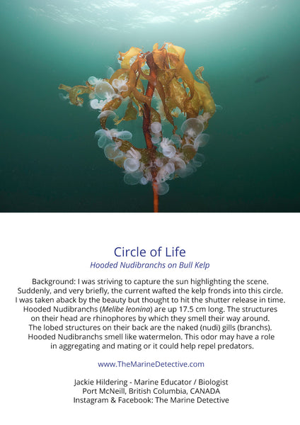 Circle of Life - Bull Kelp and Hooded Nudibranchs