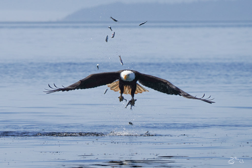 Bald Eagle- Talons of Herring