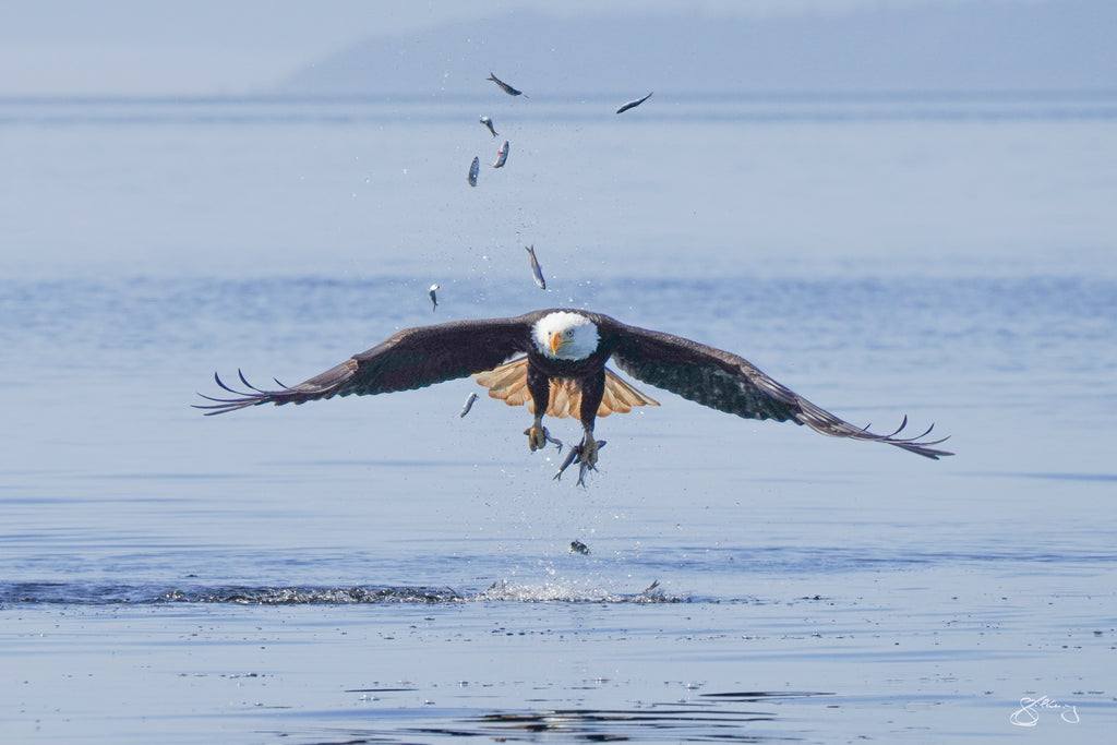 Bald Eagle- Talons of Herring