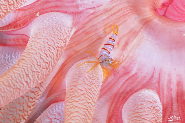 Crimson Anemone with ONE Candy-stripe Shrimp