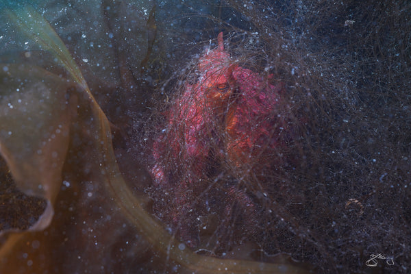 Giant Pacific Octopus - veiled in filamentous brown algae #1 of 2