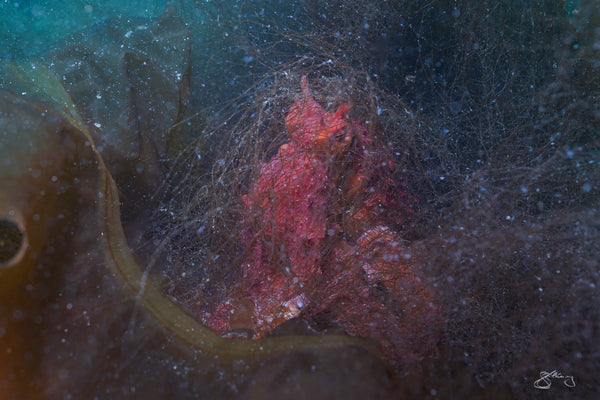 Giant Pacific Octopus - veiled in filamentous brown algae #2 of 2