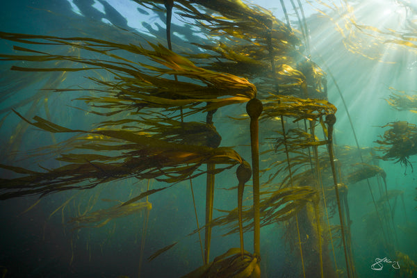 Bull Kelp - light in the forest #1