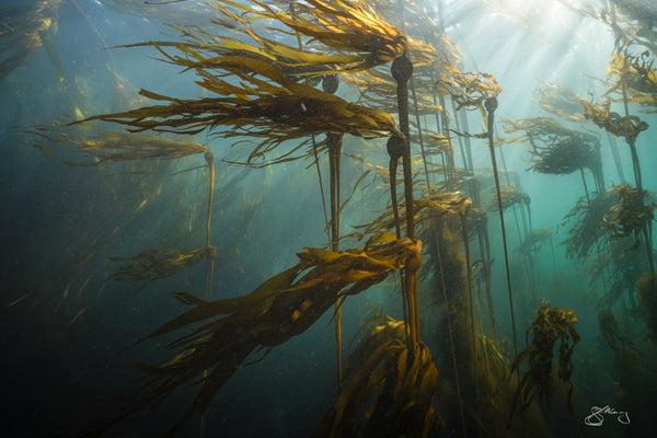 Bull Kelp - light in the forest #2