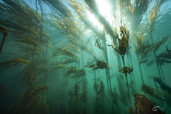 Bull Kelp - the Cathedral