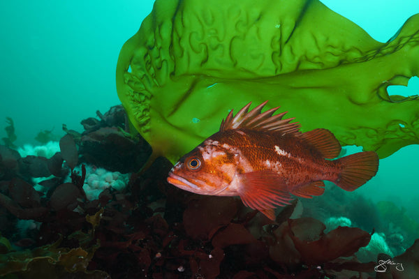 Copper Rockfish and Kelp