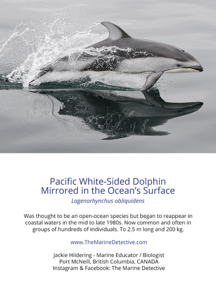 Pacific White-Sided Dolphin  - Mirrored