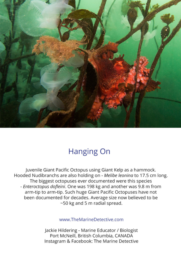 Hanging On - Giant Pacific Octopus