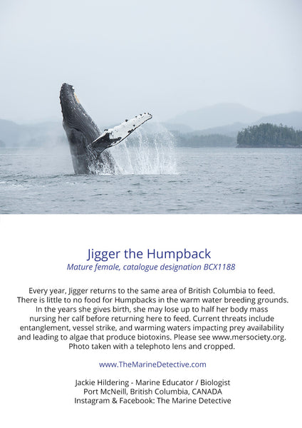 Humpback Whale - Jigger Breaching