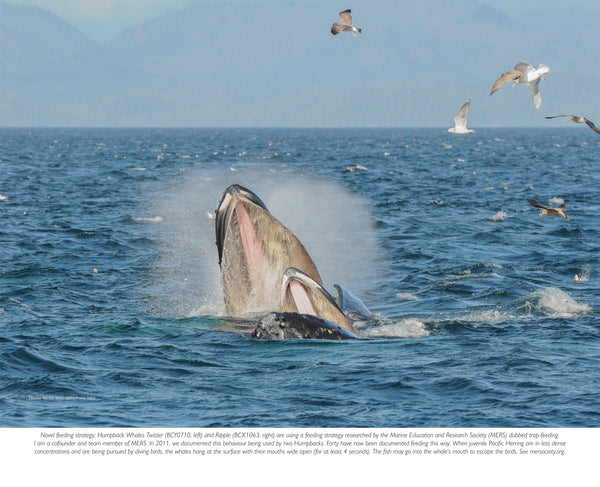 WILD 2027 Calendar