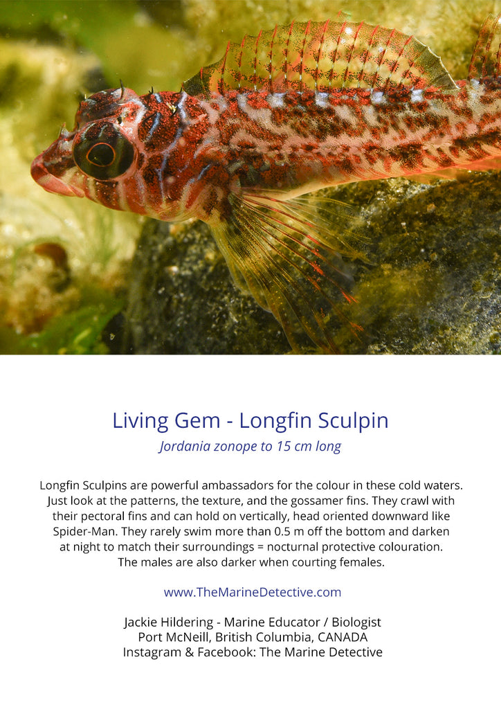 Living Gem - Longfin Sculpin