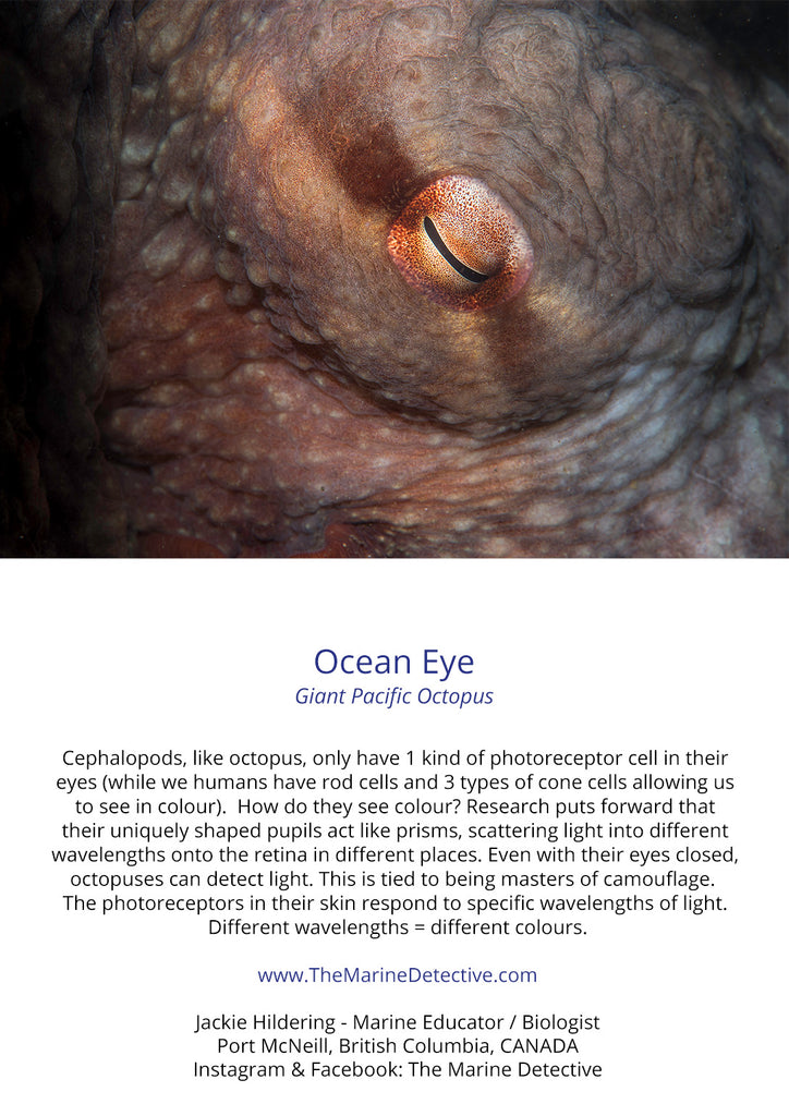 Ocean Eye - Giant Pacific Octopus