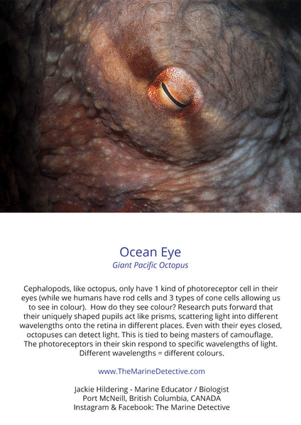 Ocean Eye - Giant Pacific Octopus