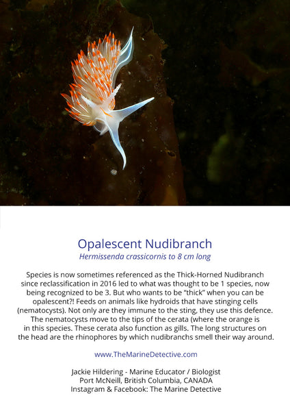 Opalescent Nudibranch