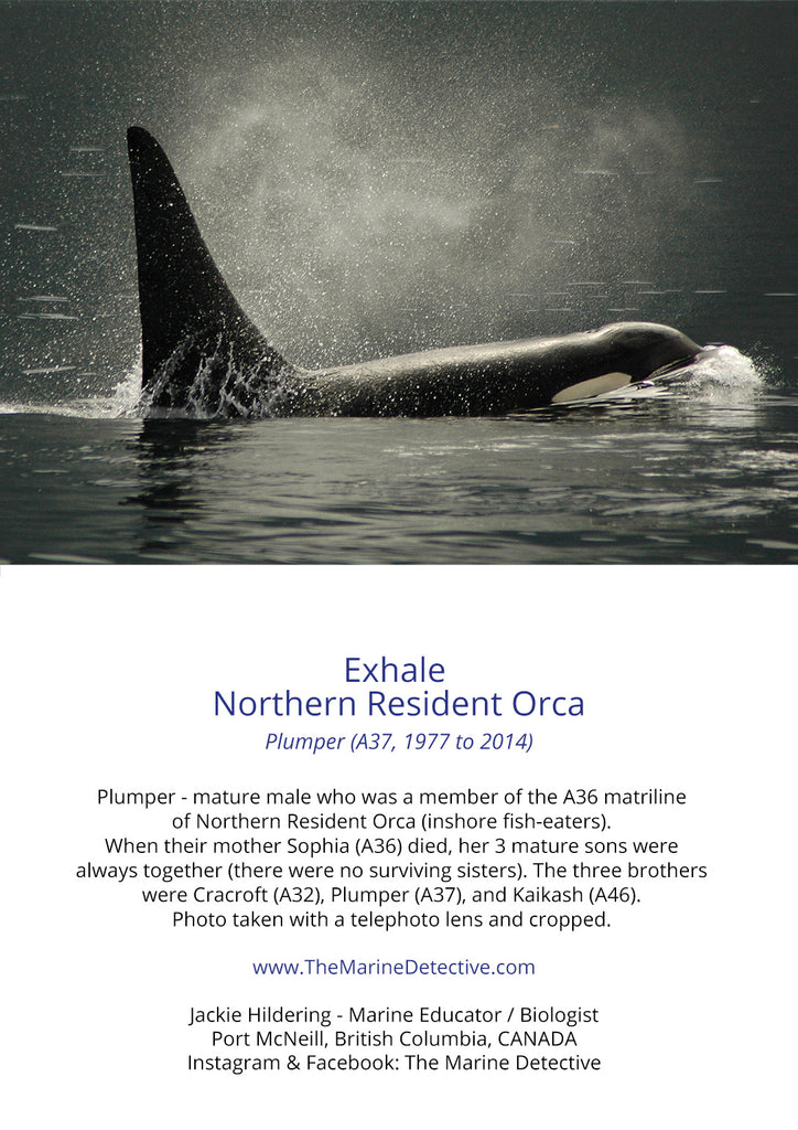 Exhale - “Plumper” (A37, Northern Resident Orca)