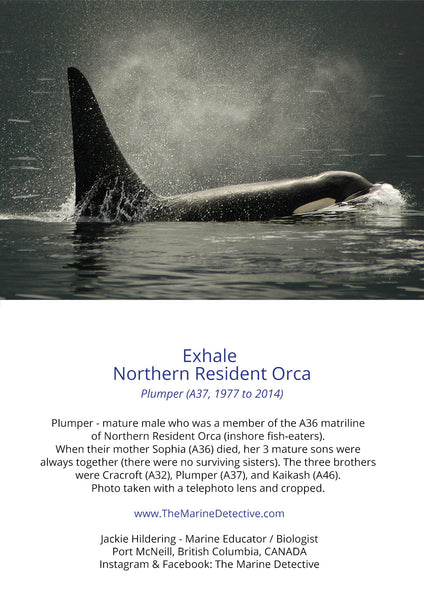 Exhale - “Plumper” (A37, Northern Resident Orca)