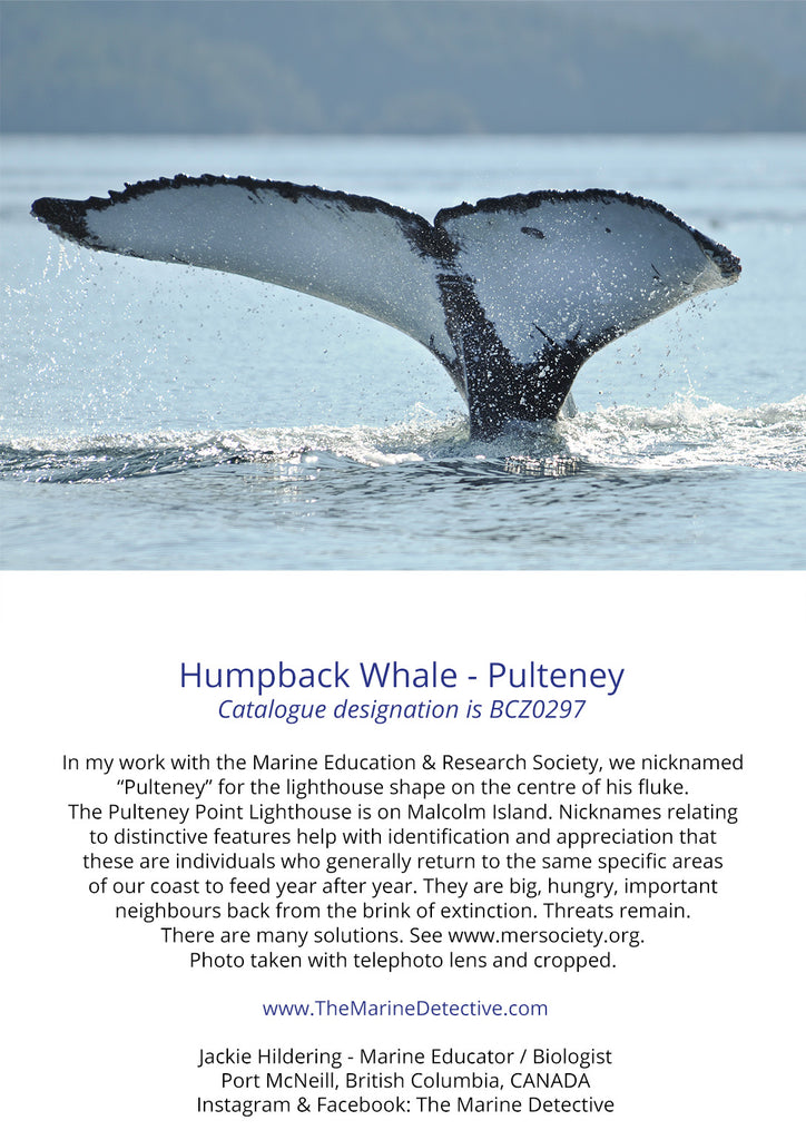 Humpback Whale - Pulteney