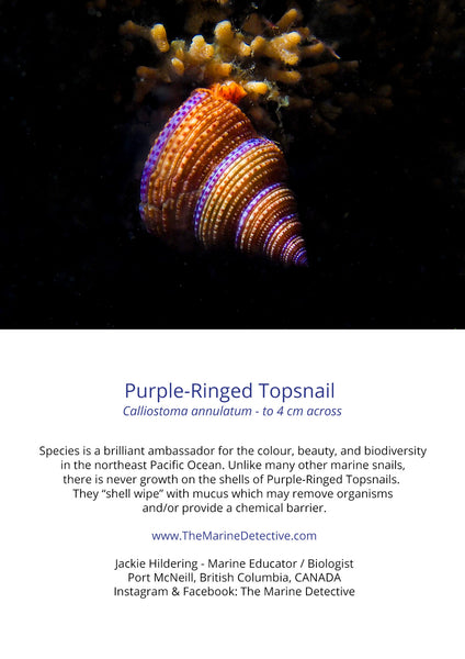 Purple-Ringed Topsnail