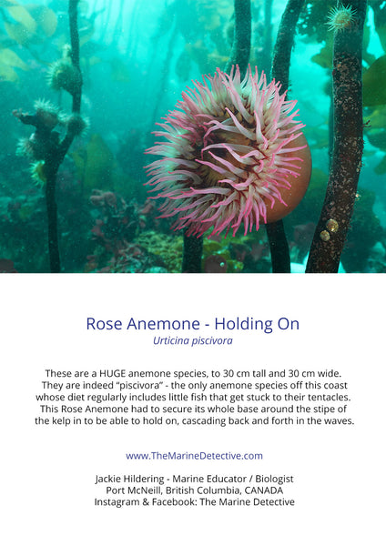 Holding On - Rose Anemone on Kelp