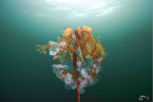 Circle of Life - Hooded Nudibranchs on Bull Kelp