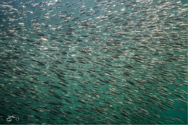 Pacific Herring (metal print only)