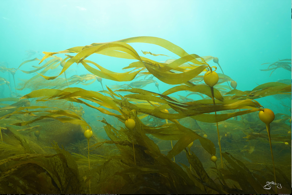 Life begins anew - Baby Bull Kelp (DSC09195)