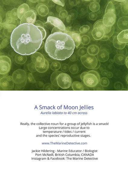 A “Smack” of Moon Jellies