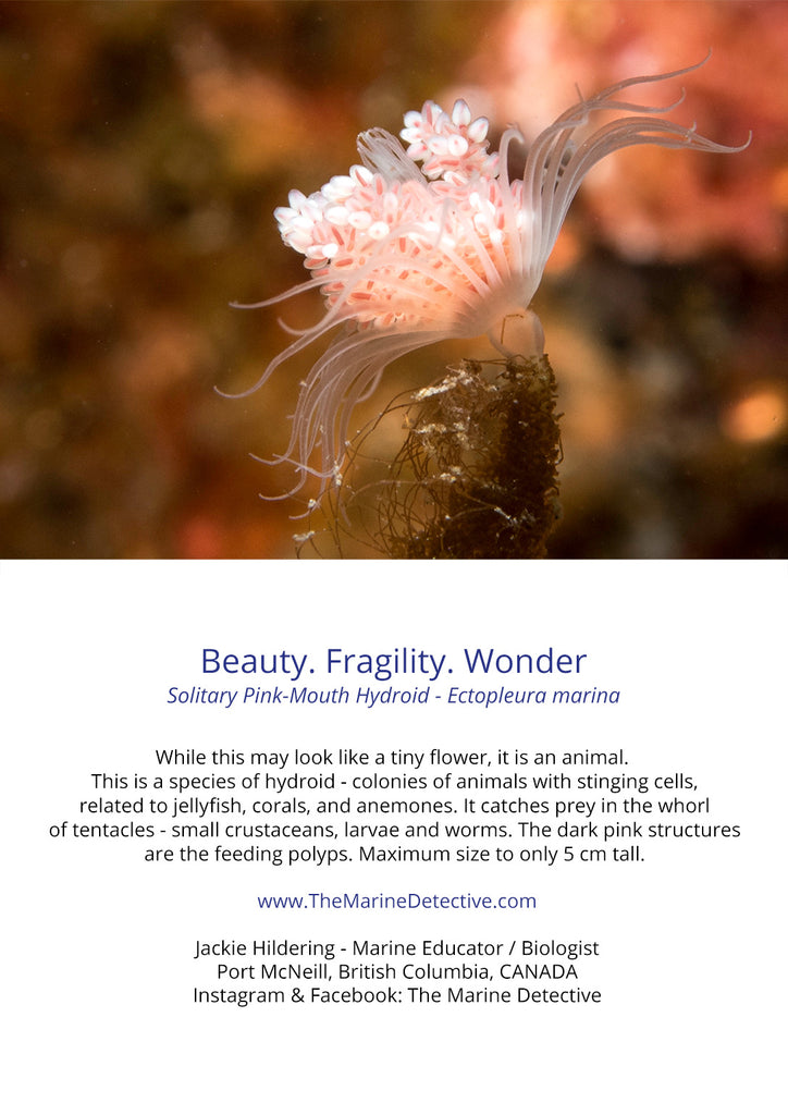 Beauty. Fragility. Wonder. - Solitary Pink-Mouth Hydroid