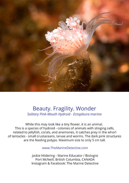 Beauty. Fragility. Wonder. - Solitary Pink-Mouth Hydroid