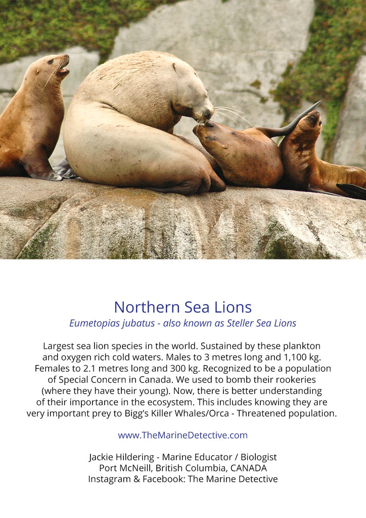 Steller Sea Lions