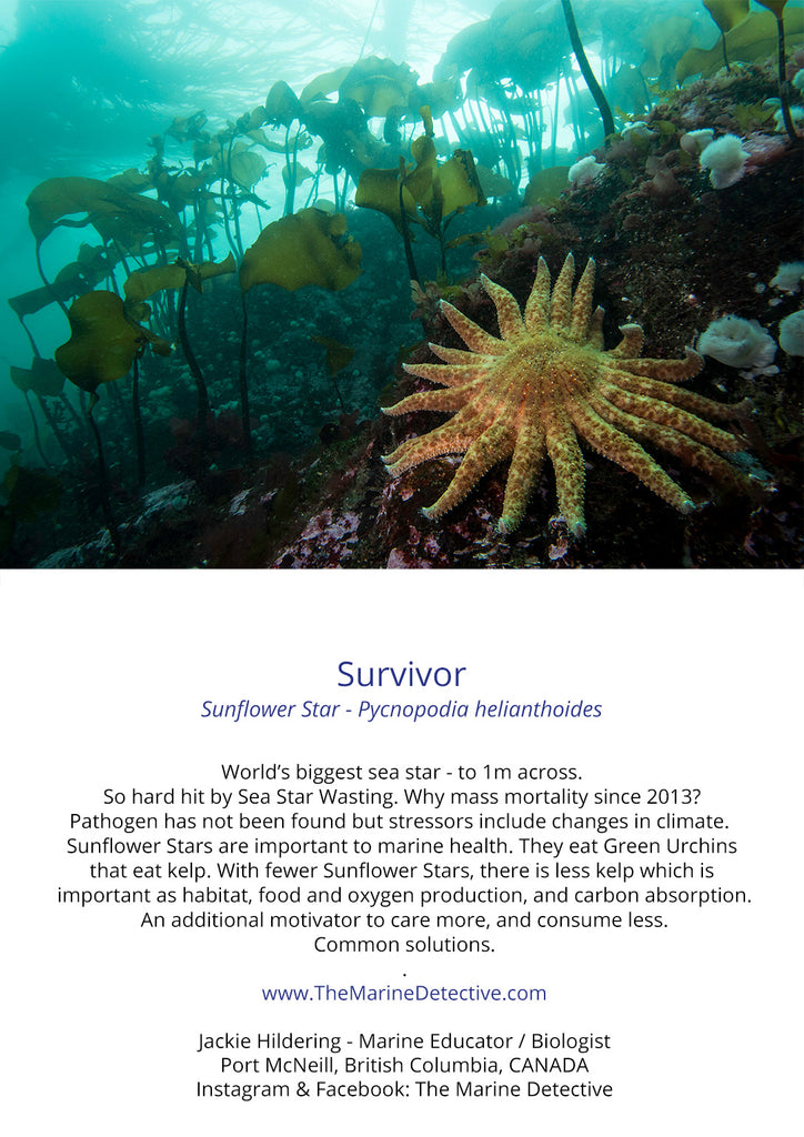 Survivor - Sunflower Star