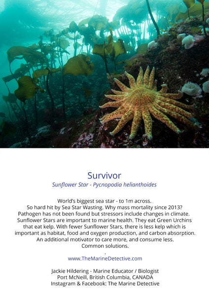 Survivor - Sunflower Star