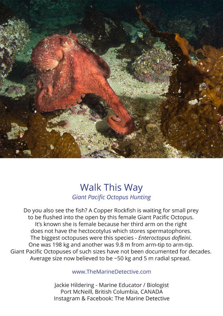 Walk This Way - Giant Pacific Octopus